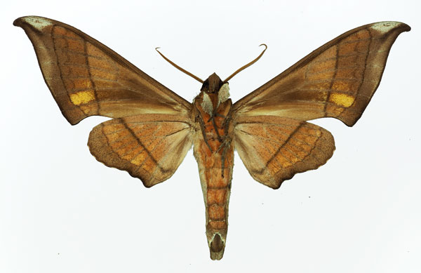 /filer/webapps/moths/media/images/T/trisecta_Polyptychus_AM_Basquin_02.jpg