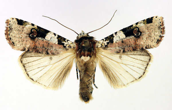 /filer/webapps/moths/media/images/T/trisellata_Mentaxya_AF_Aulombard.jpg