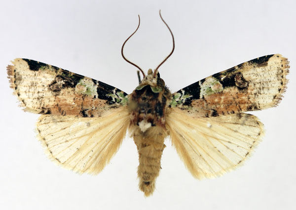 /filer/webapps/moths/media/images/T/trisellata_Mentaxya_AM_Aulombard.jpg