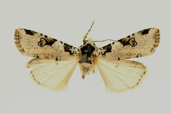 /filer/webapps/moths/media/images/T/trisellata_Mentaxya_AM_RMCA.jpg