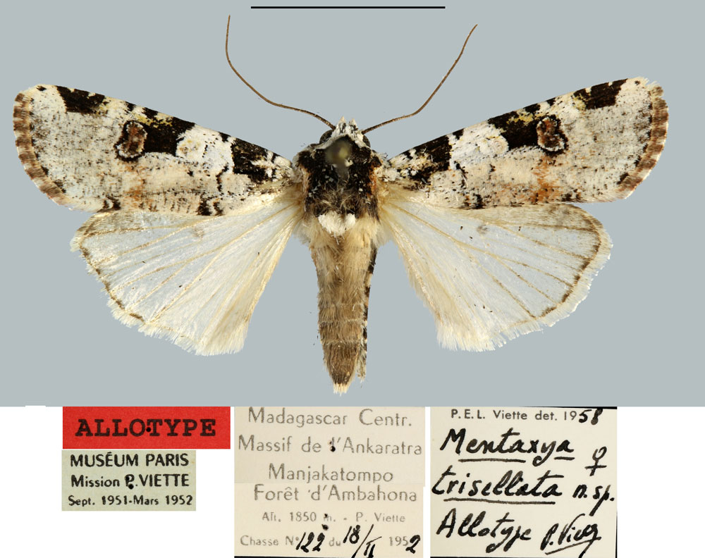 /filer/webapps/moths/media/images/T/trisellata_Mentaxya_AT_MNHN.jpg