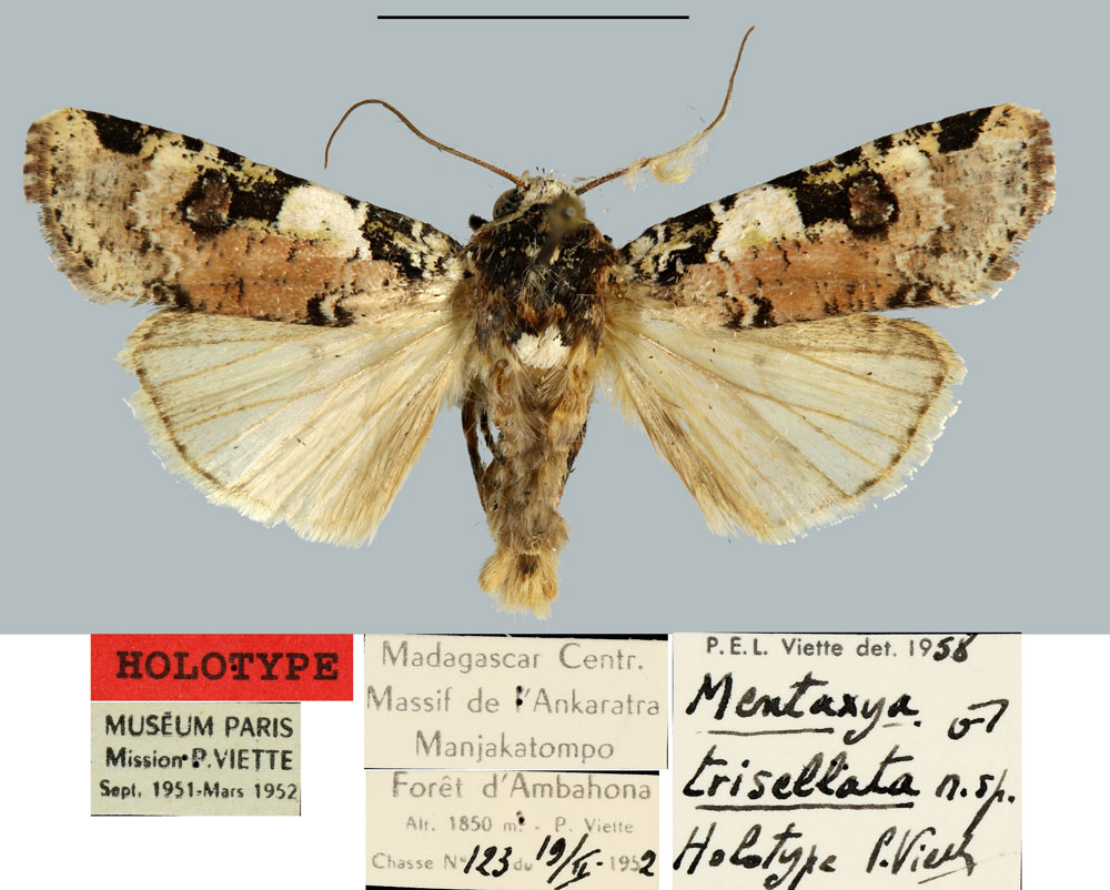 /filer/webapps/moths/media/images/T/trisellata_Mentaxya_HT_MNHN.jpg