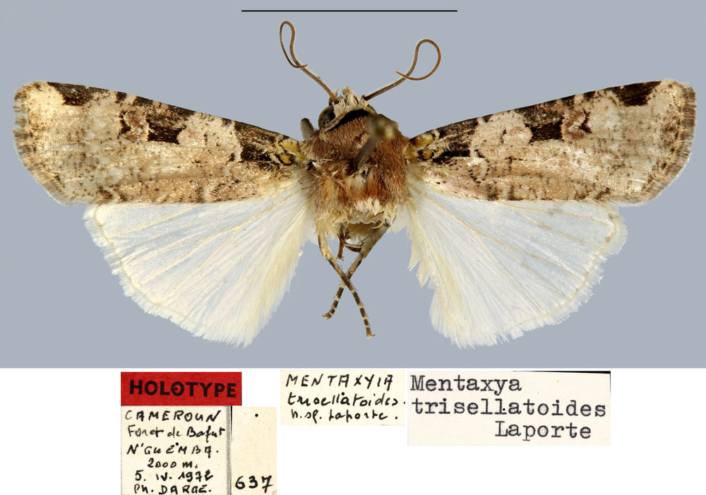 /filer/webapps/moths/media/images/T/trisellatoides_Mentaxya_HT_MNHN.jpg