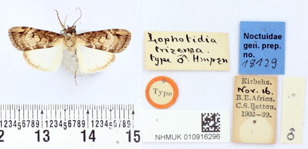 /filer/webapps/moths/media/images/T/trisema_Lophotidia_HT_BMNH.jpg