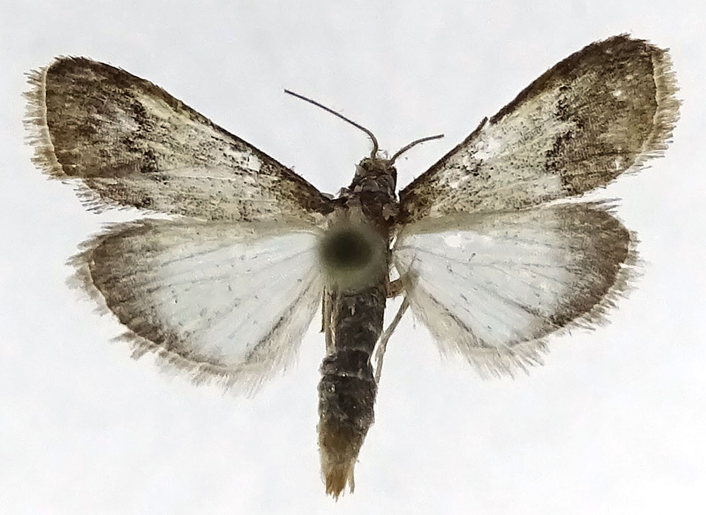 /filer/webapps/moths/media/images/T/trisignalis_Autocharis_HT_ZSM.jpg