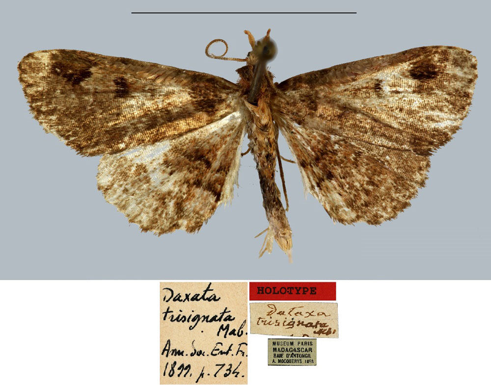 /filer/webapps/moths/media/images/T/trisignata_Daxata_HT_MNHN.jpg