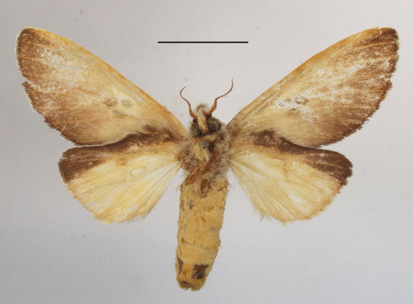 /filer/webapps/moths/media/images/T/trisignata_Tricholoba_A_MGCLb_01.JPG