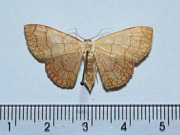 /filer/webapps/moths/media/images/T/trisinuata_Isoplenia_A_Goff.jpg