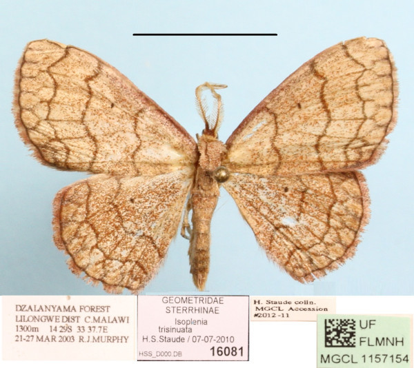 /filer/webapps/moths/media/images/T/trisinuata_Isoplenia_A_MGCLa_02.jpg