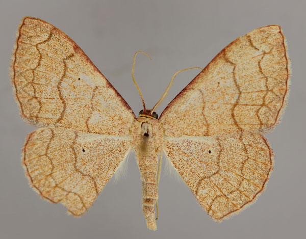 /filer/webapps/moths/media/images/T/trisinuata_Isoplenia_A_ZSM_01.jpg