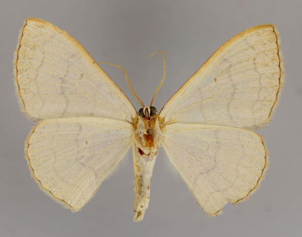 /filer/webapps/moths/media/images/T/trisinuata_Isoplenia_A_ZSM_02.jpg