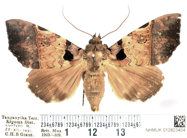 /filer/webapps/moths/media/images/T/trispila_Serrodes_AF_BMNH_01.jpg