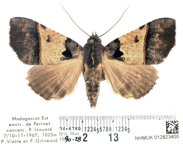 /filer/webapps/moths/media/images/T/trispila_Serrodes_AF_BMNH_02.jpg