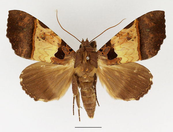 /filer/webapps/moths/media/images/T/trispila_Serrodes_AF_Basquin_01.jpg