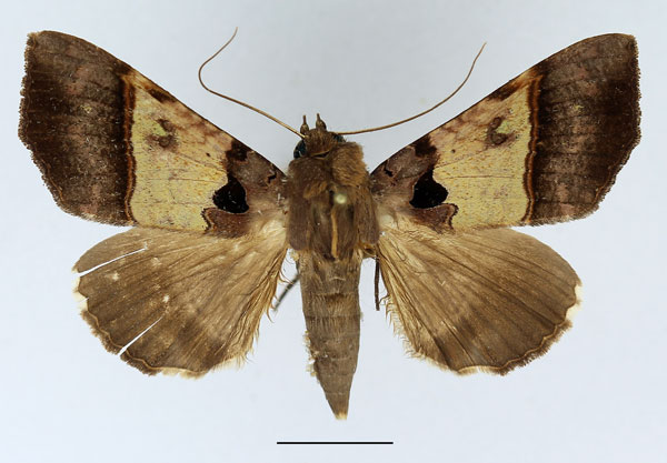 /filer/webapps/moths/media/images/T/trispila_Serrodes_AF_Basquin_02.jpg