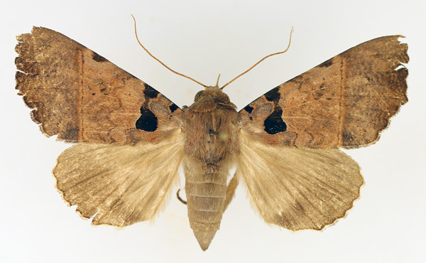/filer/webapps/moths/media/images/T/trispila_Serrodes_AF_TMSA_01.jpg