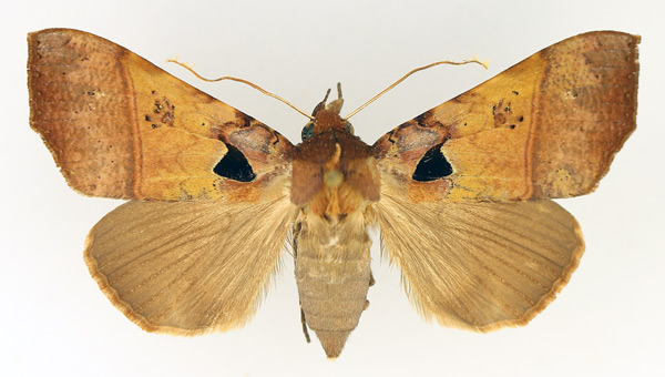 /filer/webapps/moths/media/images/T/trispila_Serrodes_AF_TMSA_02.jpg