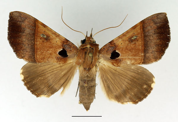 /filer/webapps/moths/media/images/T/trispila_Serrodes_AM_Basquin_01.jpg