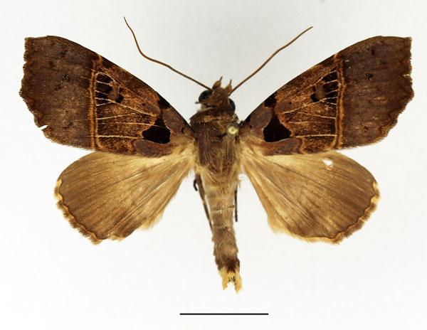 /filer/webapps/moths/media/images/T/trispila_Serrodes_AM_Basquin_02.jpg