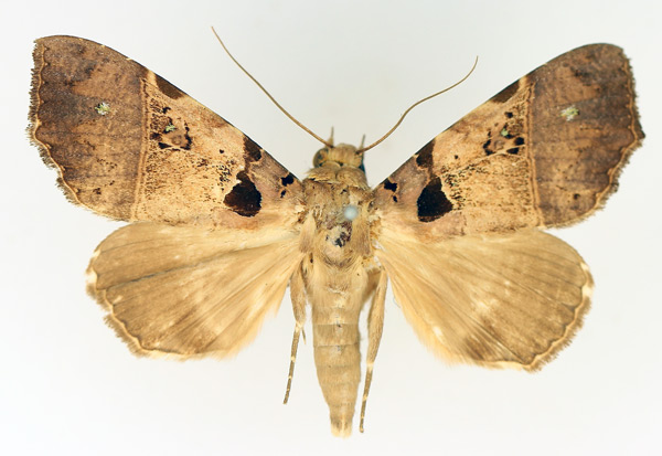 /filer/webapps/moths/media/images/T/trispila_Serrodes_AM_TMSA_01.jpg