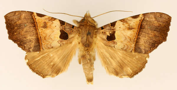 /filer/webapps/moths/media/images/T/trispila_Serrodes_AM_TMSA_02.jpg
