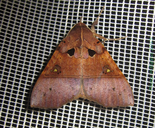 /filer/webapps/moths/media/images/T/trispila_Serrodes_A_Bippus.jpg
