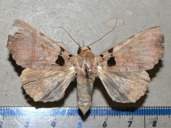 /filer/webapps/moths/media/images/T/trispila_Serrodes_A_Goff.jpg