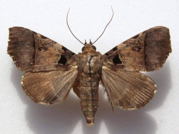 /filer/webapps/moths/media/images/T/trispila_Serrodes_A_Goffa_01.JPG