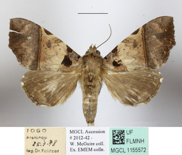 /filer/webapps/moths/media/images/T/trispila_Serrodes_A_MGCLa_01.JPG