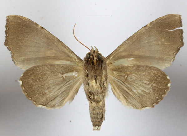 /filer/webapps/moths/media/images/T/trispila_Serrodes_A_MGCLb_01.JPG