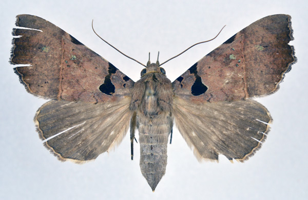 /filer/webapps/moths/media/images/T/trispila_Serrodes_A_NHMO.jpg