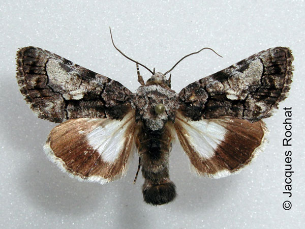 /filer/webapps/moths/media/images/T/trispilosa_Aedia_AM_Rochata.jpg