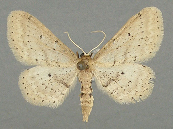 /filer/webapps/moths/media/images/T/trissosemia_Idaea_AF_TMSA.jpg