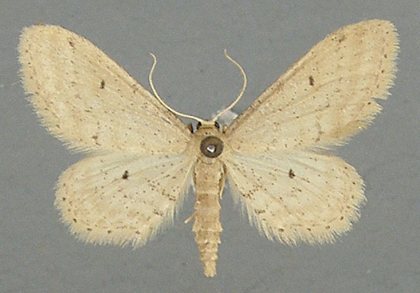 /filer/webapps/moths/media/images/T/trissosemia_Idaea_AM_TMSA.jpg