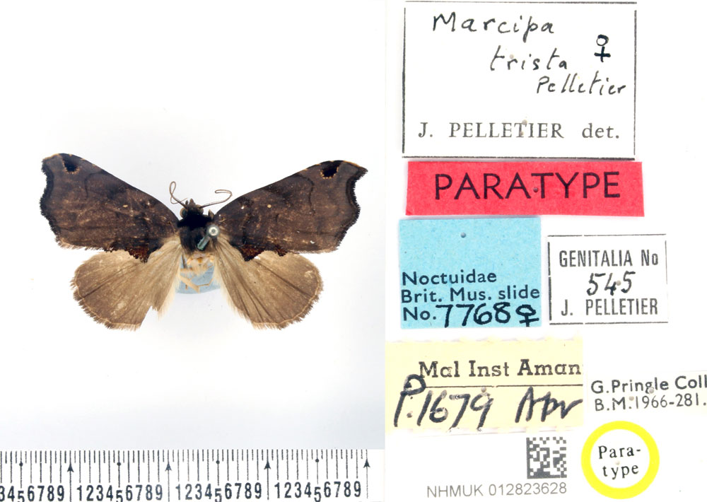 /filer/webapps/moths/media/images/T/trista_Marcipa_PTF_BMNH.jpg