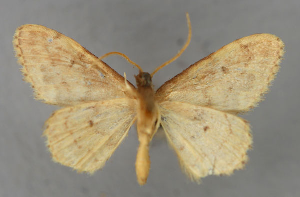 /filer/webapps/moths/media/images/T/tristega_Idaea_A_ZSM_02.jpg