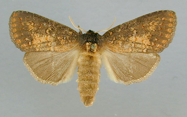/filer/webapps/moths/media/images/T/tristicolor_Castastygne_AF_RMCA.jpg