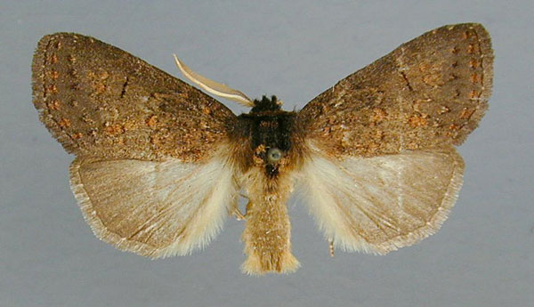 /filer/webapps/moths/media/images/T/tristicolor_Castastygne_AM_RMCA.jpg