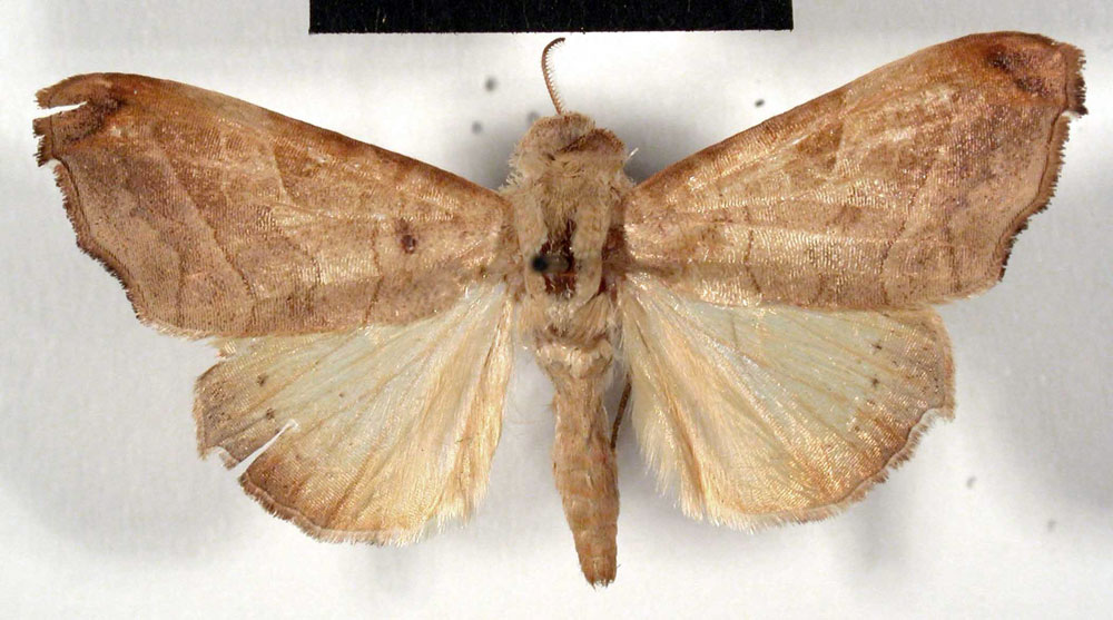 /filer/webapps/moths/media/images/T/tristictica_Dentilymnia_PTM_RMCA.jpg