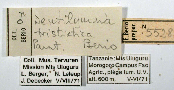 /filer/webapps/moths/media/images/T/tristictica_Dentilymnia_PTM_RMCAl.jpg