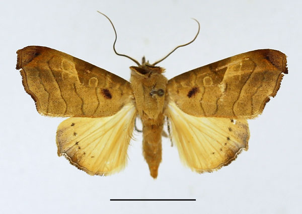 /filer/webapps/moths/media/images/T/tristictica_Parca_AF_Basquin.jpg