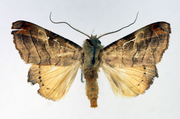 /filer/webapps/moths/media/images/T/tristictica_Parca_AM_Aulombard.jpg