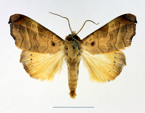 /filer/webapps/moths/media/images/T/tristictica_Parca_AM_Legrain_01.jpg