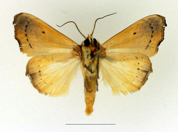 /filer/webapps/moths/media/images/T/tristictica_Parca_AM_Legrain_02.jpg
