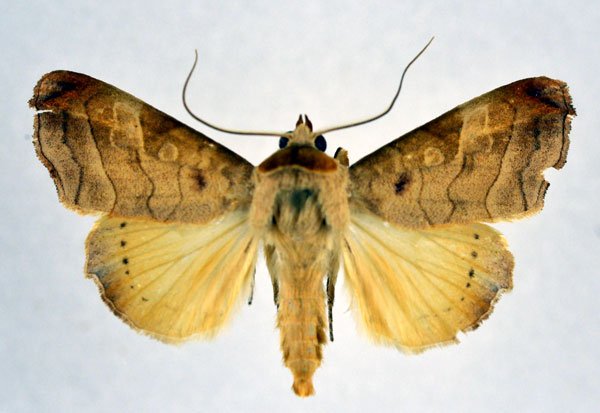 /filer/webapps/moths/media/images/T/tristictica_Parca_AM_NHMO.jpg