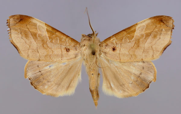/filer/webapps/moths/media/images/T/tristictica_Parca_AM_RMCA_01.jpg