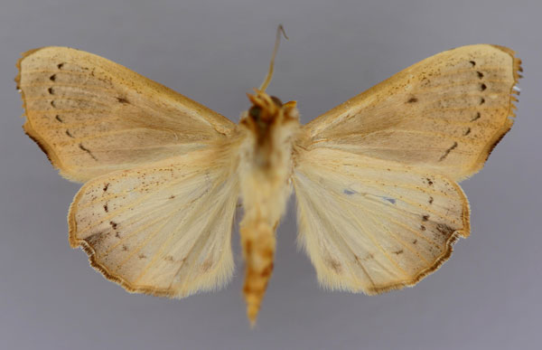 /filer/webapps/moths/media/images/T/tristictica_Parca_AM_RMCA_02.jpg