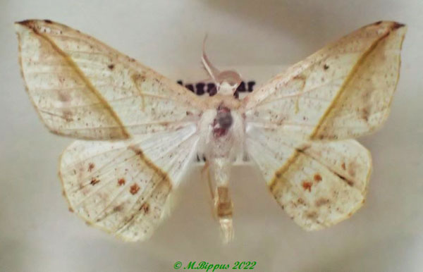 /filer/webapps/moths/media/images/T/tristigma_Psilocerea_AM_PZBT.jpg