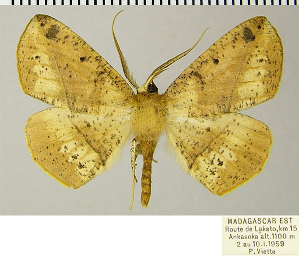 /filer/webapps/moths/media/images/T/tristigma_Psilocerea_AM_ZSMa.jpg
