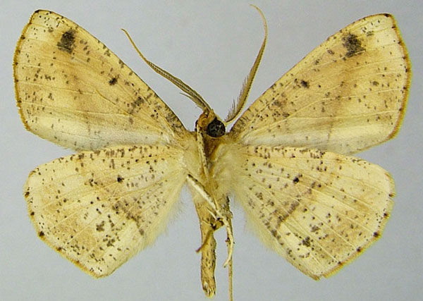 /filer/webapps/moths/media/images/T/tristigma_Psilocerea_AM_ZSMb.jpg